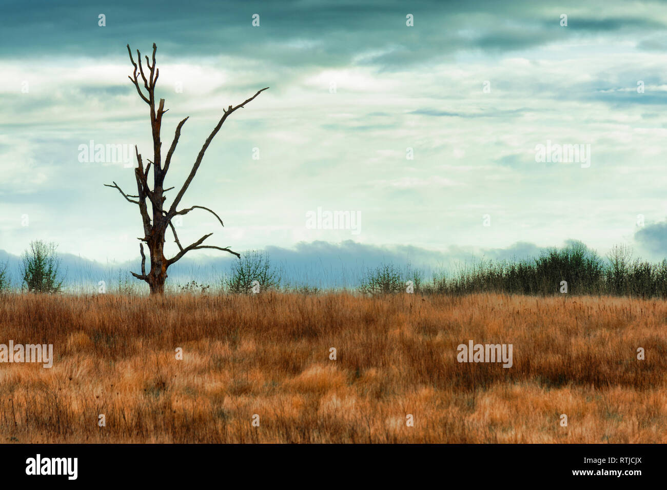 Copyspace in questo paesaggio di una solitaria intoppo nella prateria sotto la mattina presto il cielo nuvoloso. Foto Stock