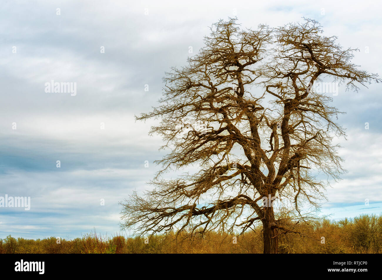A William L. Finley National Wildlife Refuge a Lone Tree privo di foglie mostra la sua complessa struttura contro un inizio di mattina cielo nuvoloso. Foto Stock