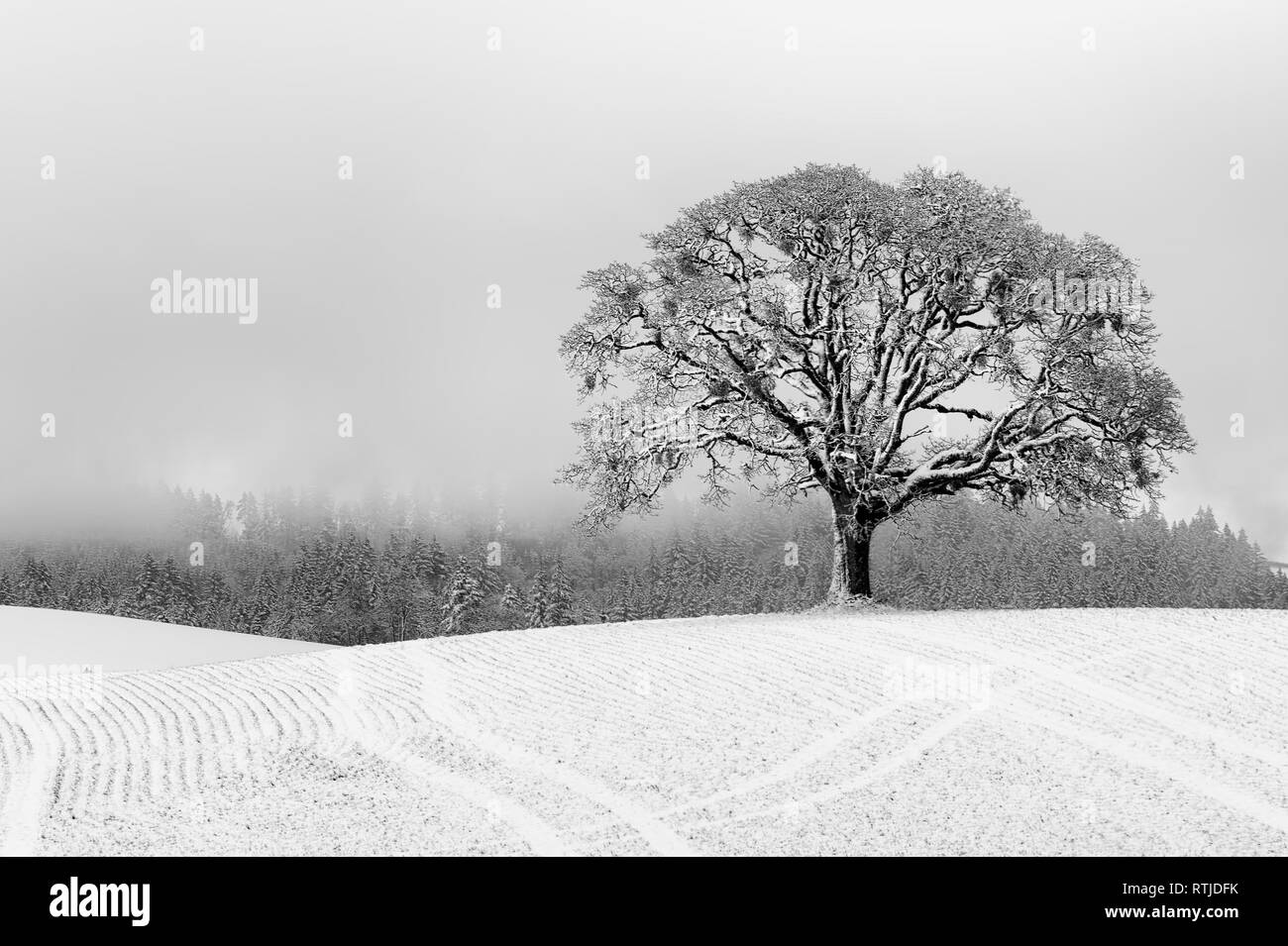 Un lone White Oak tree sorge su una collina agricola dopo il passaggio di una tempesta di neve ancora visibile in background. Foto Stock