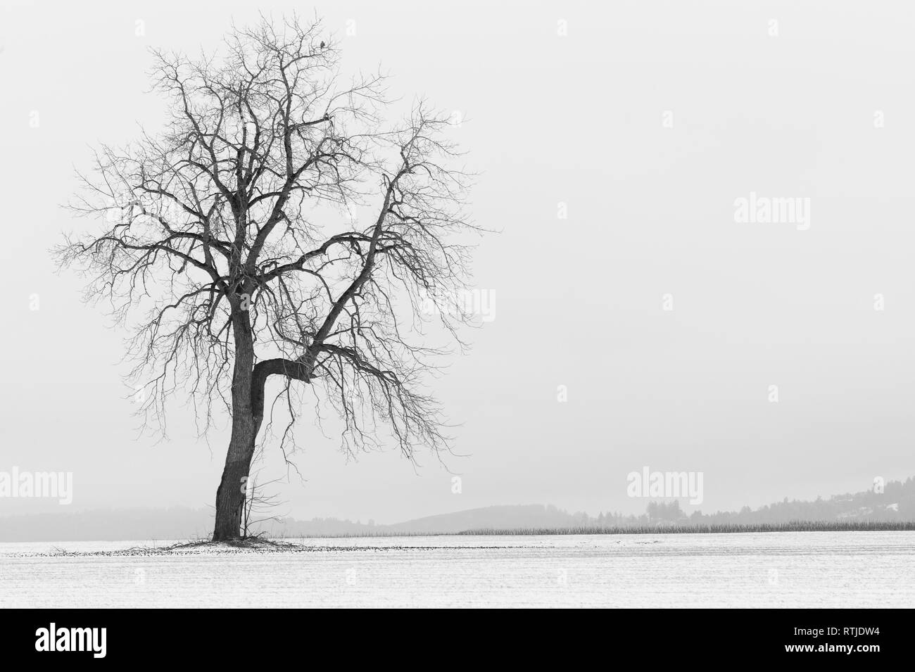 Wintery scena di un settore agricolo con un lone tree. Foto Stock