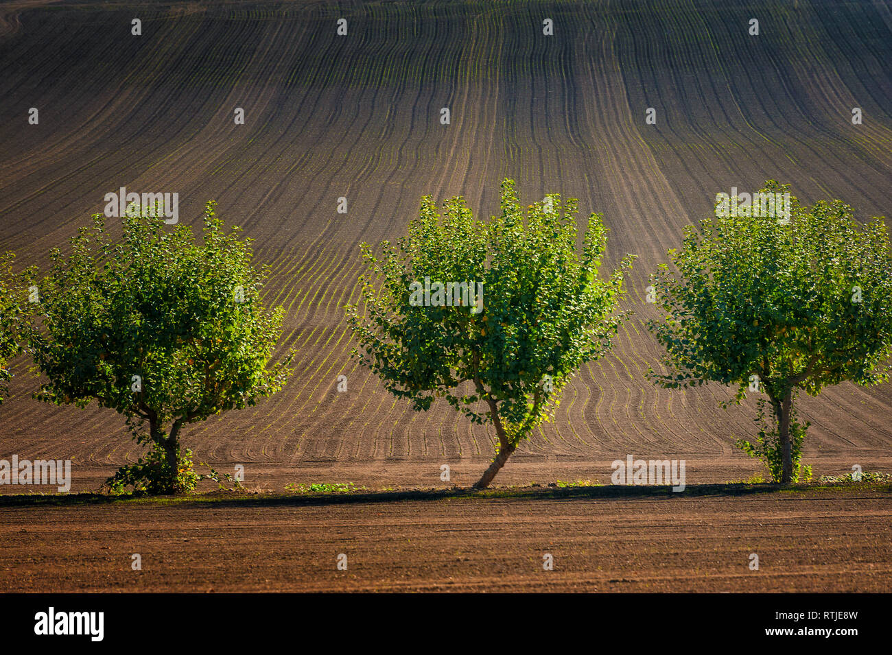 Tre alberi stand tra di campi agricoli . Foto Stock