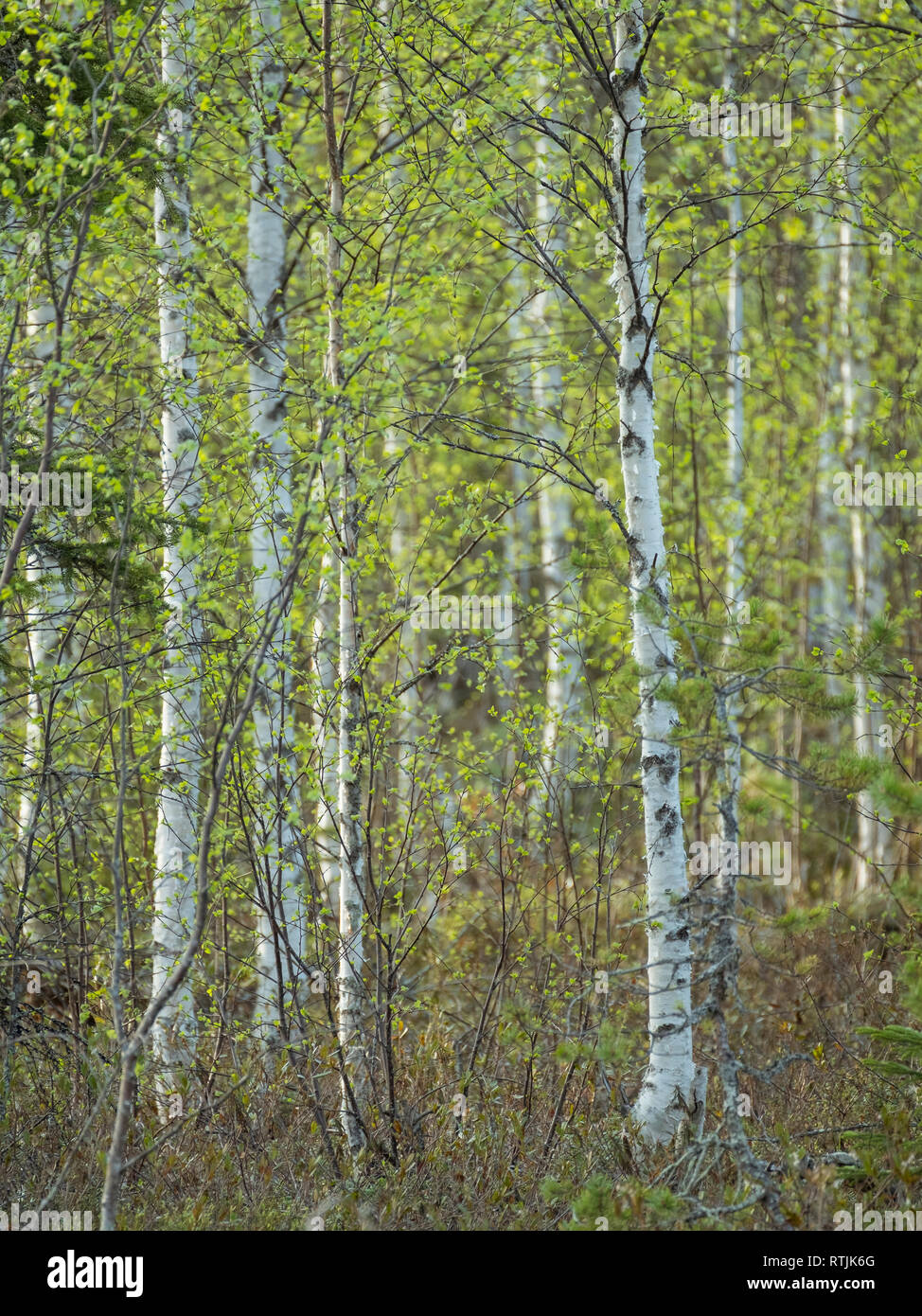 Argento incontaminata foresta di betulla in Finlandia Foto Stock
