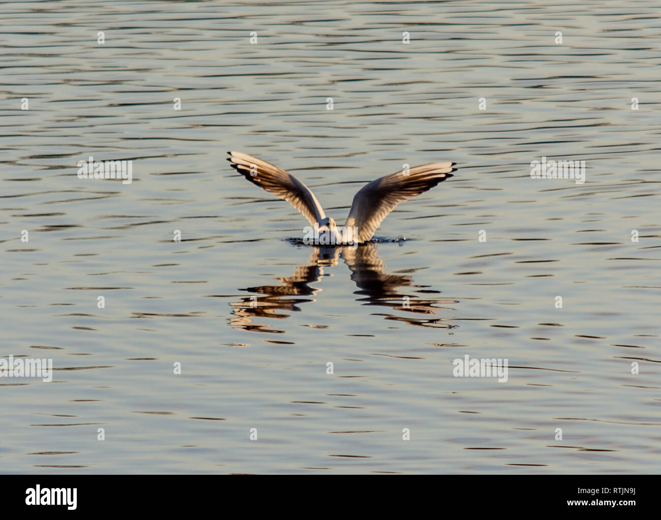 Una terna riflettendo in acqua con le ali stese Foto Stock