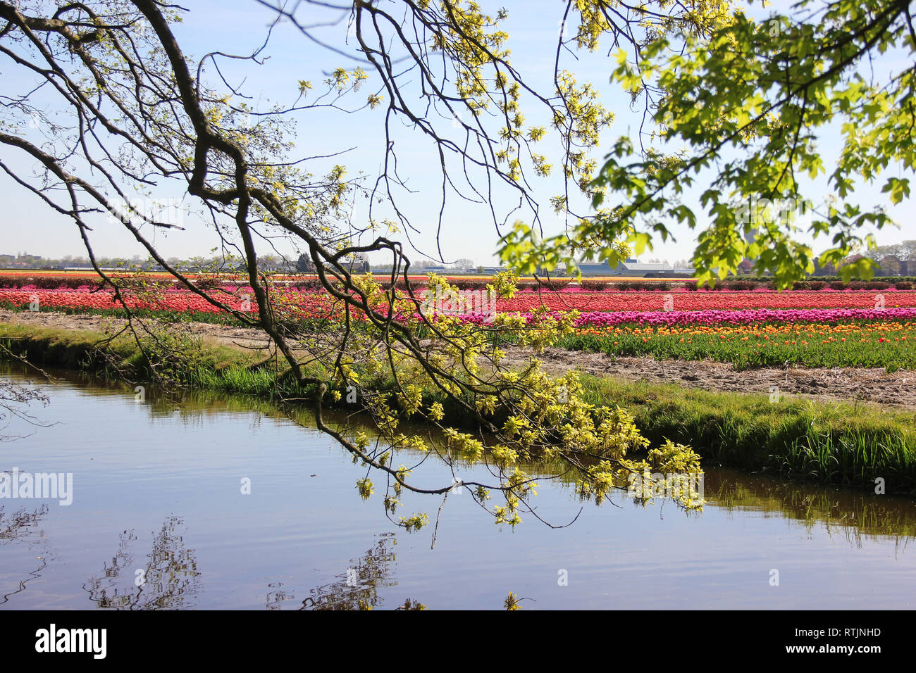 Strisce campo di bellissimi tulipani colorati dietro l'acqua chanel con sky riflessioni sotto i giovani alberi verdi. Il tempo primaverile in Keukenhof Flower Garden, N Foto Stock