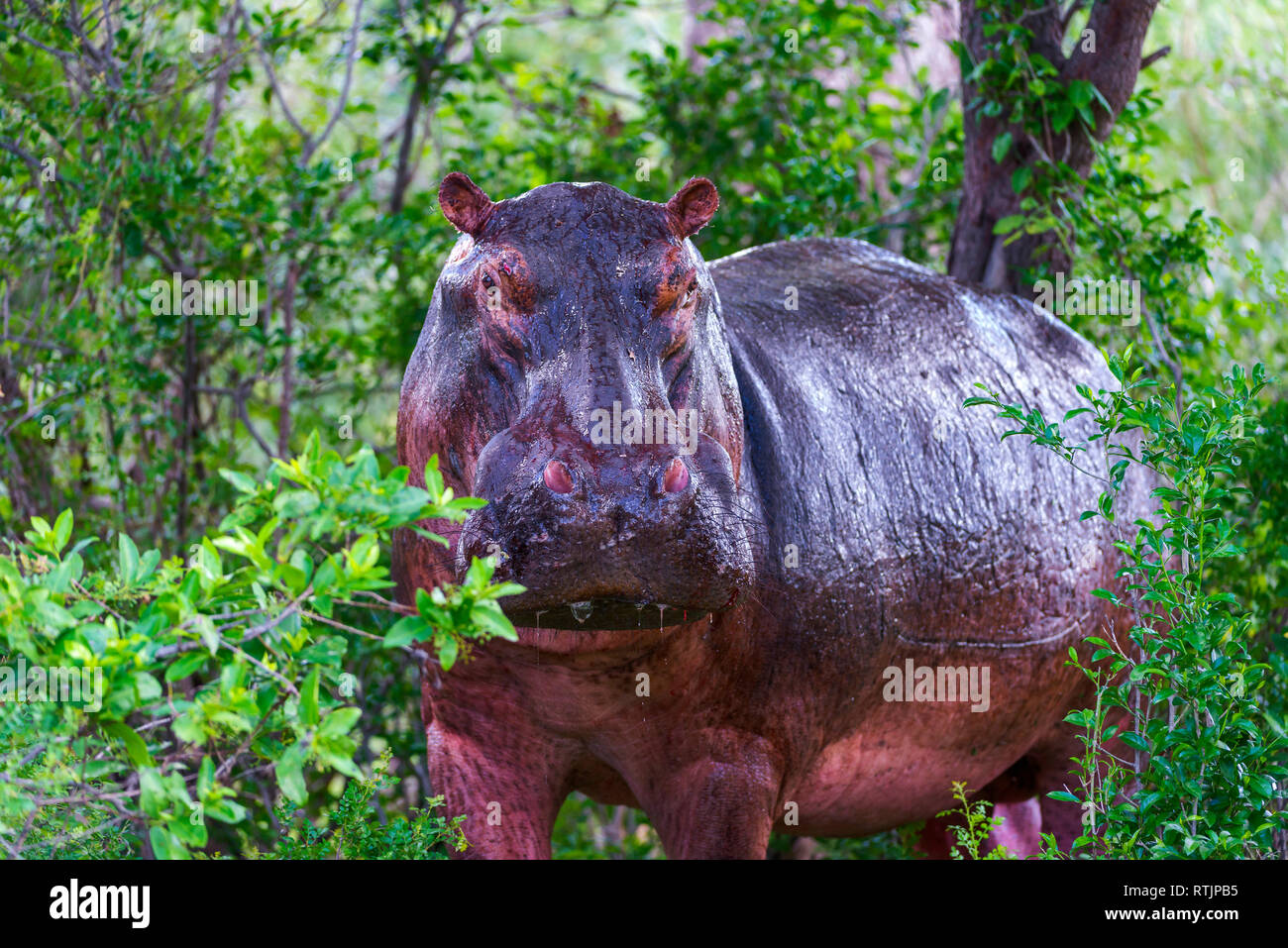 Hippopotamus amphibius, Tanzania Africa orientale Foto Stock