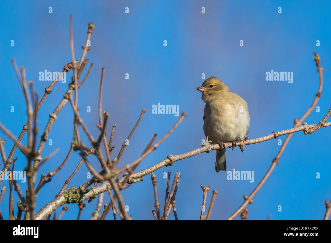 Primo piano di una femmina di fringuello, Fringilla coelebs, arroccato in una struttura ad albero Foto Stock