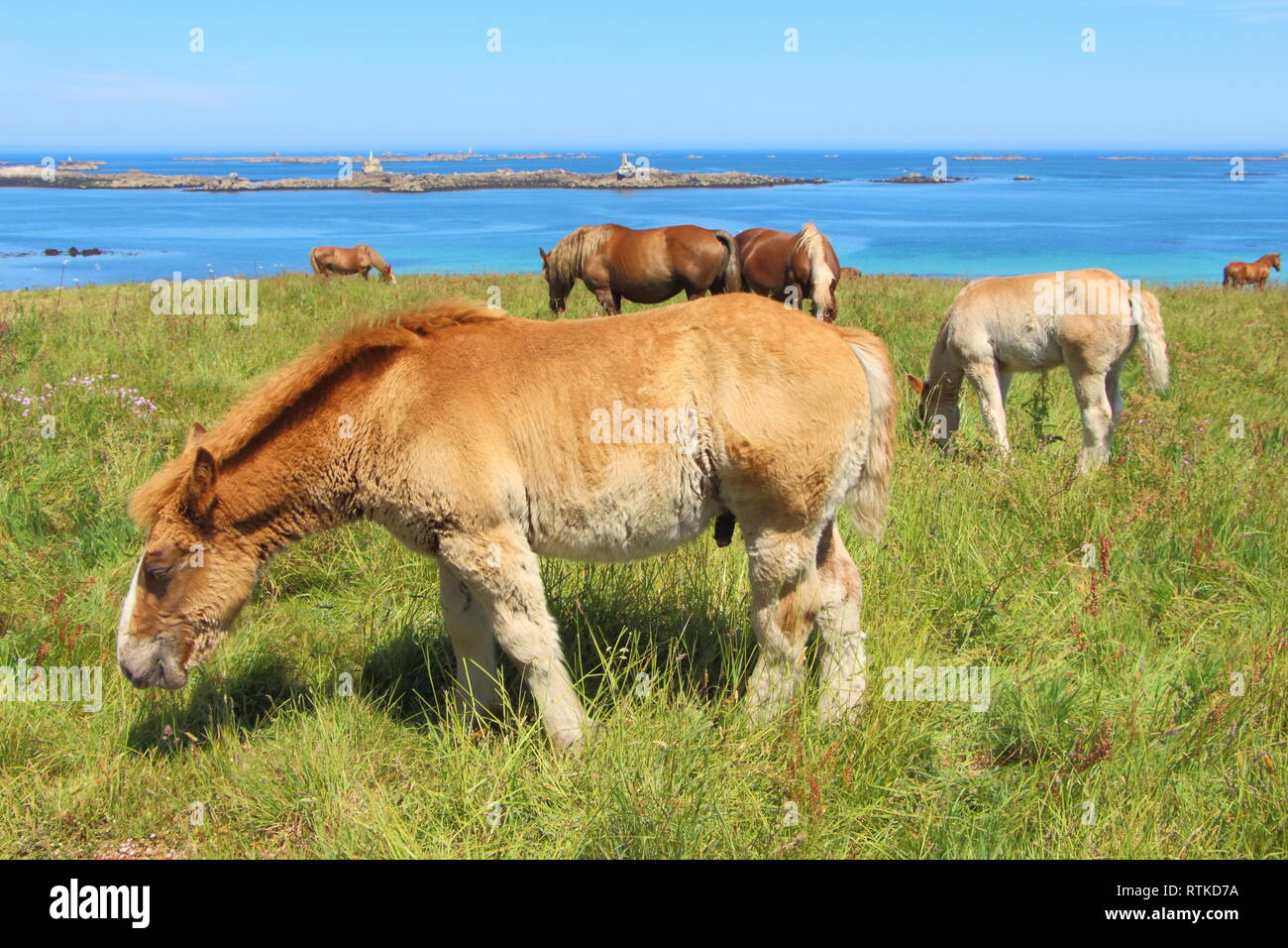Trait Breton puledri e cavalli in un campo vicino al mare della costa bretone Foto Stock