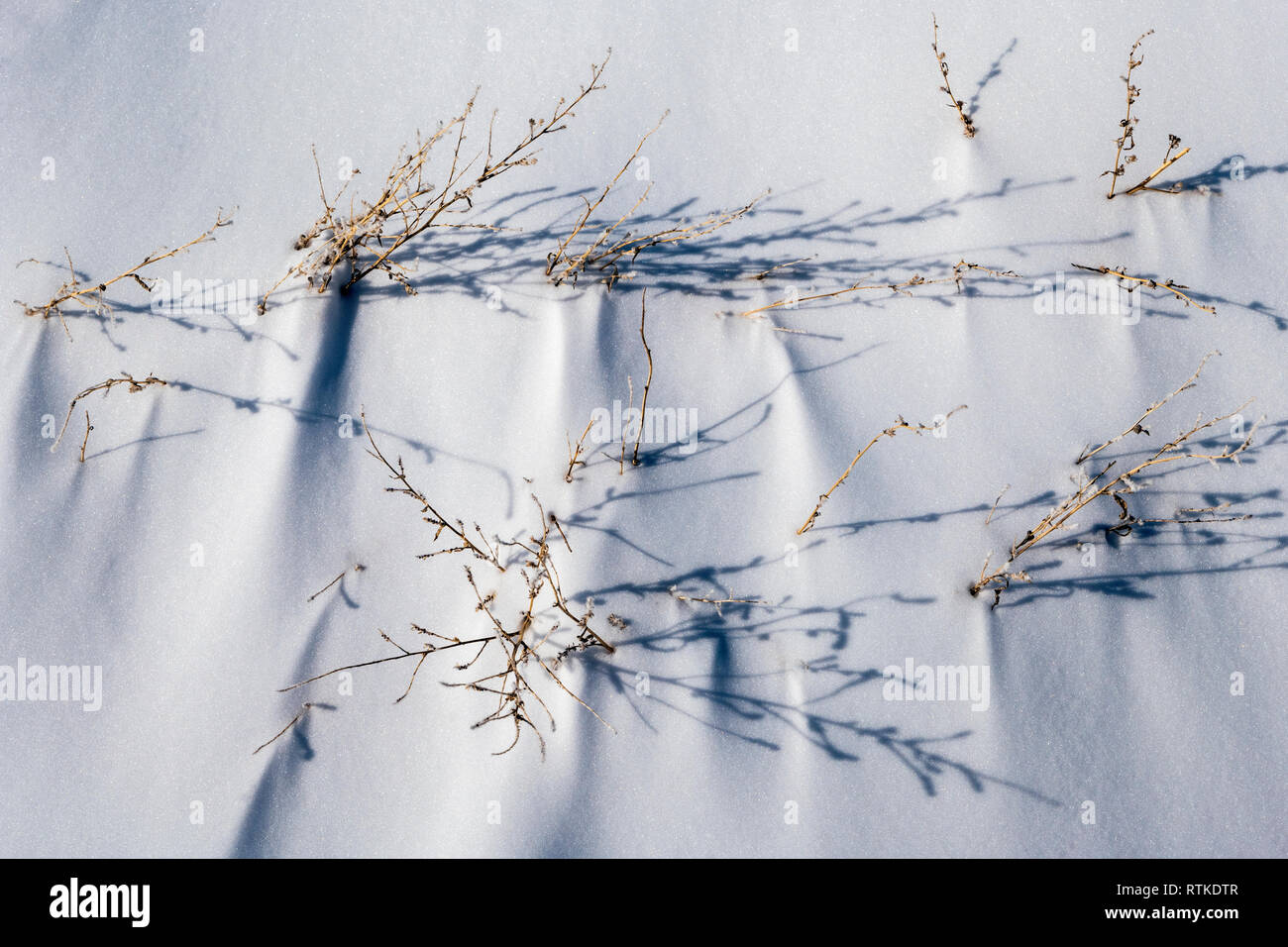 Erba dormienti cresce attraverso la neve fresca Foto Stock