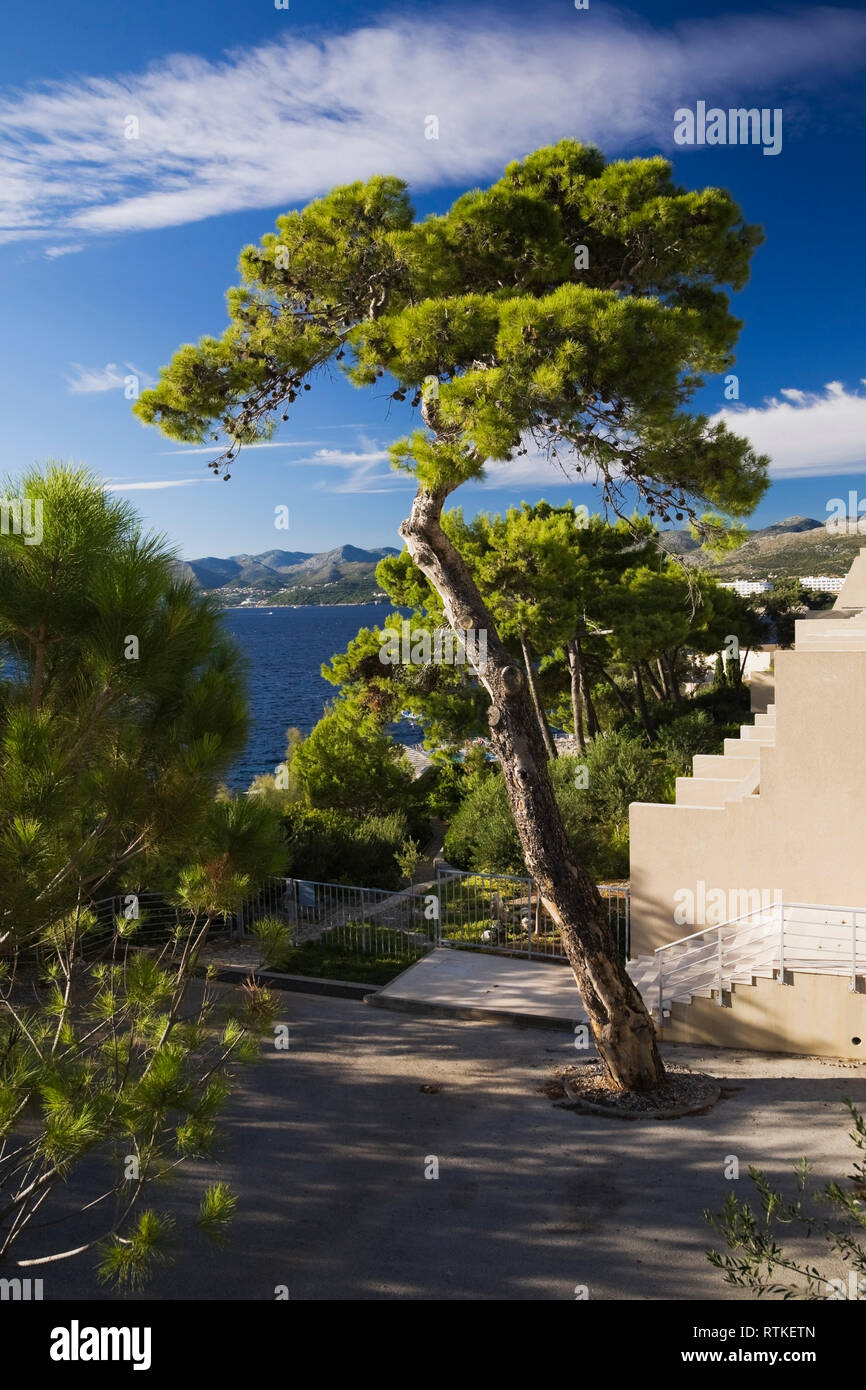 Potato pine - Pinus alberi sui terreni del Palace Hotel a Dubrovnik, Croazia, Europa orientale Foto Stock