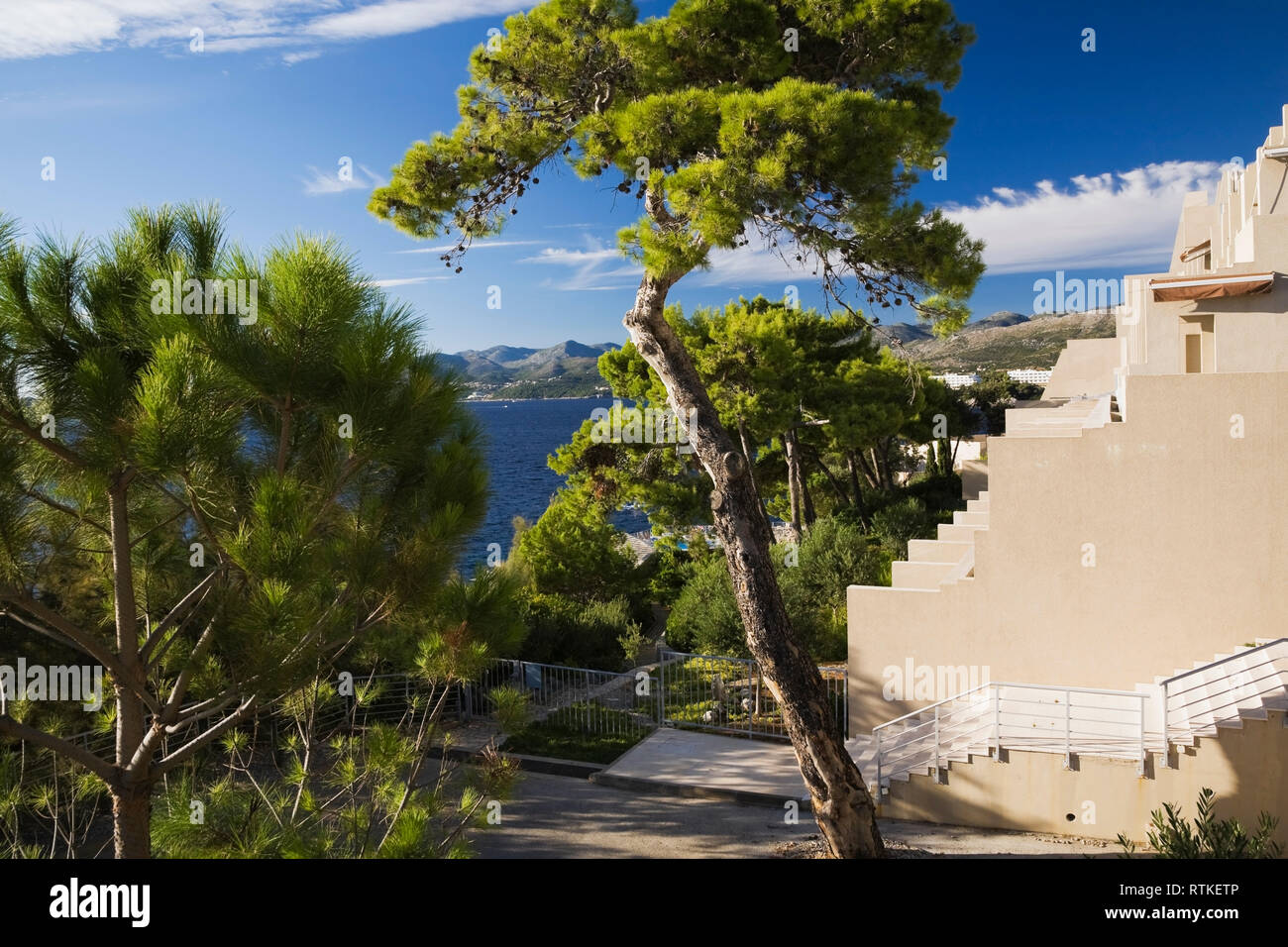 Potato pine - Pinus alberi sui terreni del Palace Hotel a Dubrovnik, Croazia, Europa orientale Foto Stock