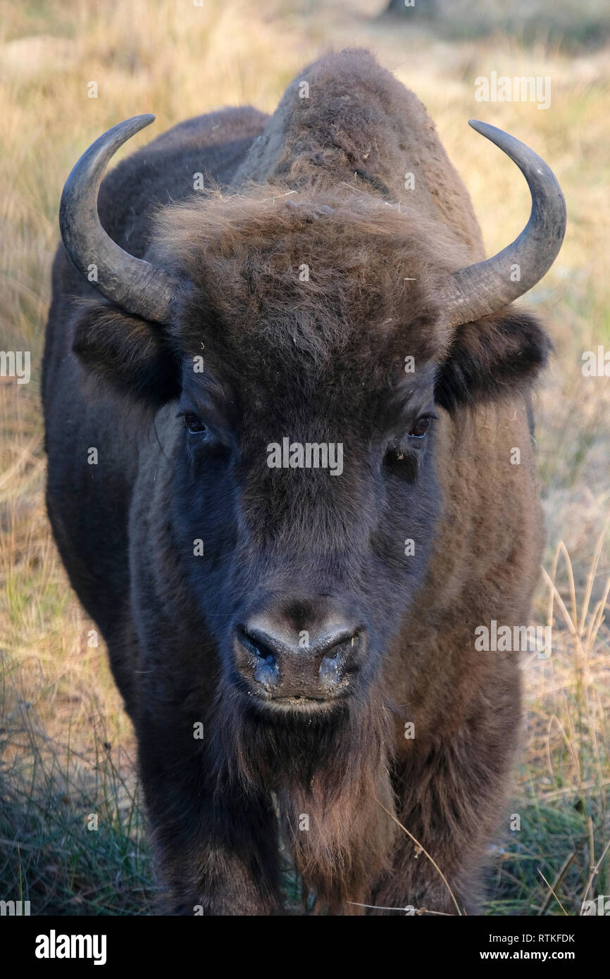 Bisonti europei (Bison bonasus), noto anche come wisent in Bielorussia nella foresta di Bialowieza, Bielorussia Foto Stock