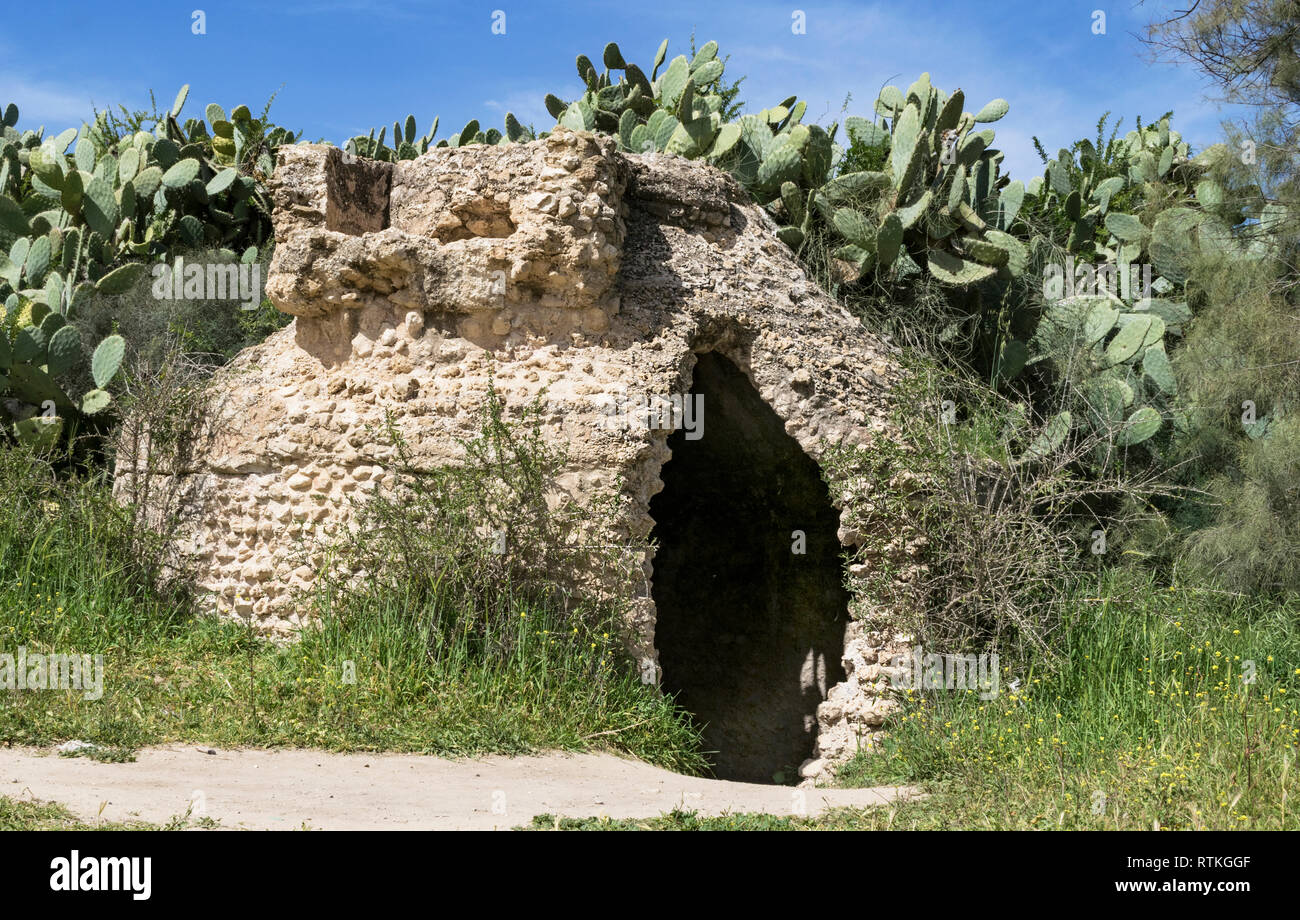 Primo piano di un epoca bizantina cisterna nell ovest del Negev in Israele circondato da sabra cactus, fiori selvatici ed erbe Foto Stock