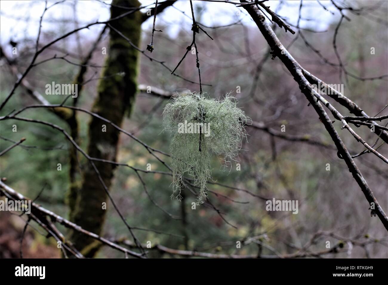 Uomo vecchio con la barba o la barba lichen sulla betulla. Genere Usnea. Foto Stock