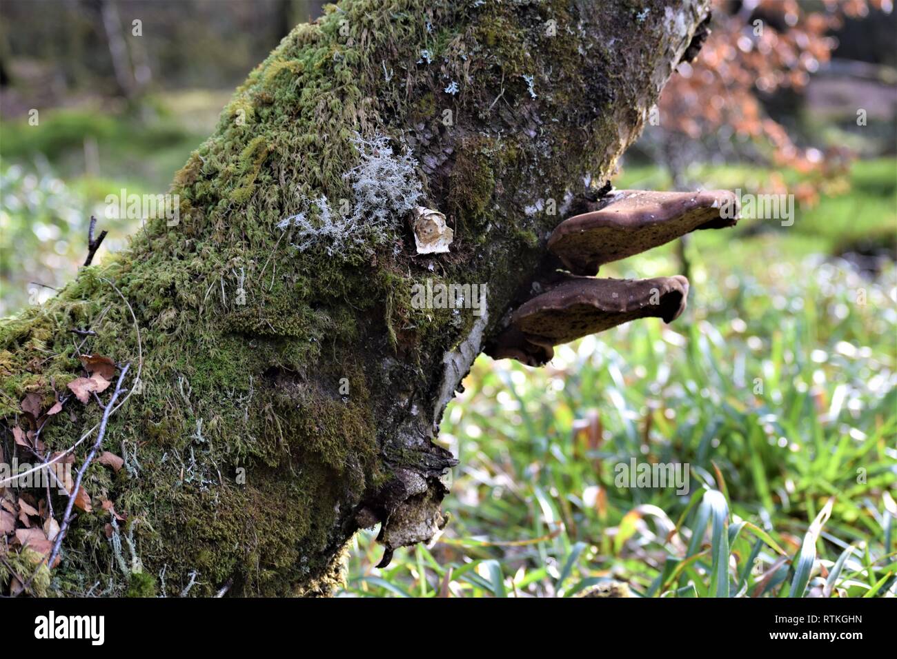 Staffa di due funghi sulla betulla, vista laterale. Foto Stock