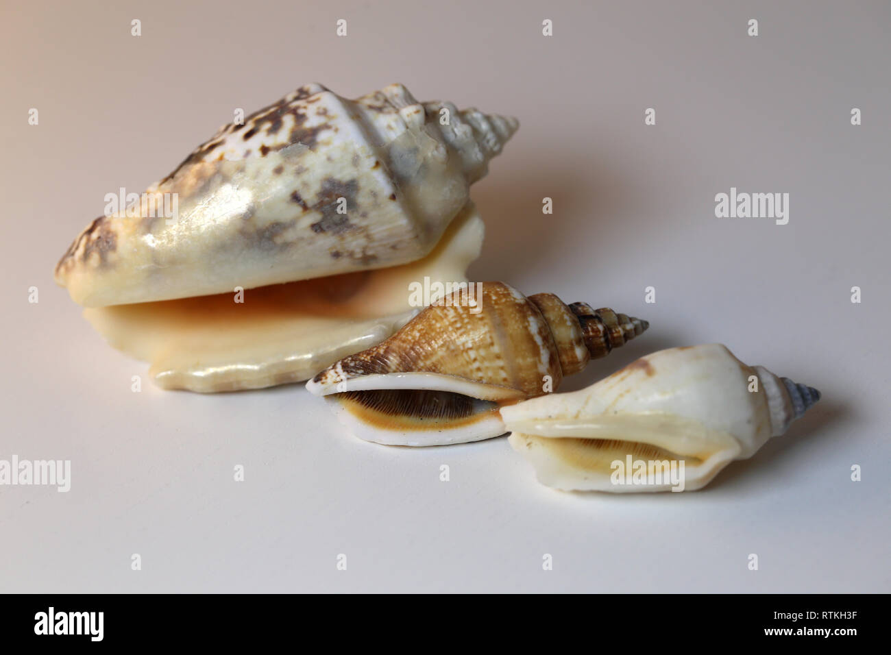 Still Life foto di mare bellissimo mollusco gusci su un tavolo bianco. Grazioso negozio di souvenir da una vacanza al mare. Macro immagine con colori. Foto Stock