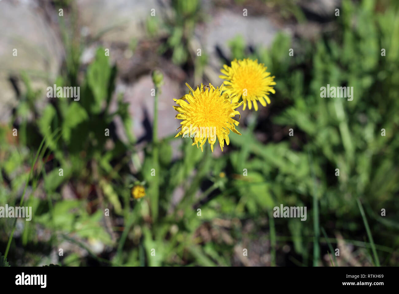 Bellissimo il tarassaco giallo su un prato verde. Fotografato in un parco durante una soleggiata giornata di primavera in Finlandia. Bella immagine a colori della bellezza della natura Foto Stock