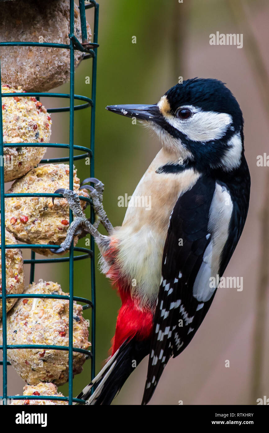 Picchio rosso maggiore (Dendrocopos major) sull'alimentatore Foto Stock