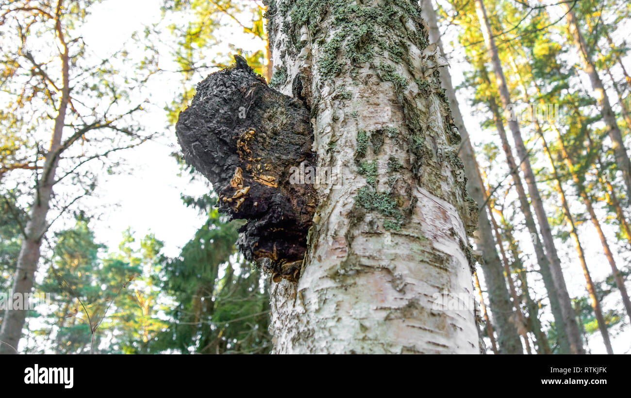 Un nero chaga fungo su una betulla. Inonotus obliquus comunemente noto come chaga fungo è un fungo in famiglia Hymenochaetaceae. Esso è un parassita su Foto Stock