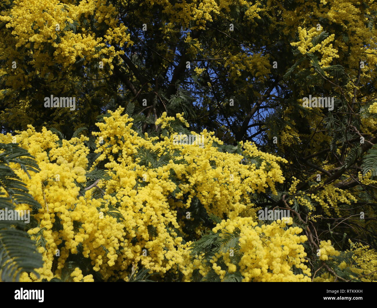 Numerose giallo fiori selvatici catturati all'inizio della primavera, a luce diurna, immerso e sommerso nel mezzo di questo molti bellissimi fiori Foto Stock