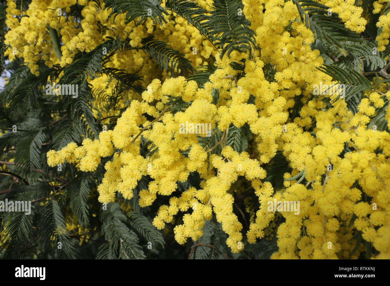 Numerose giallo fiori selvatici catturati all'inizio della primavera, a luce diurna, immerso e sommerso nel mezzo di questo molti bellissimi fiori Foto Stock