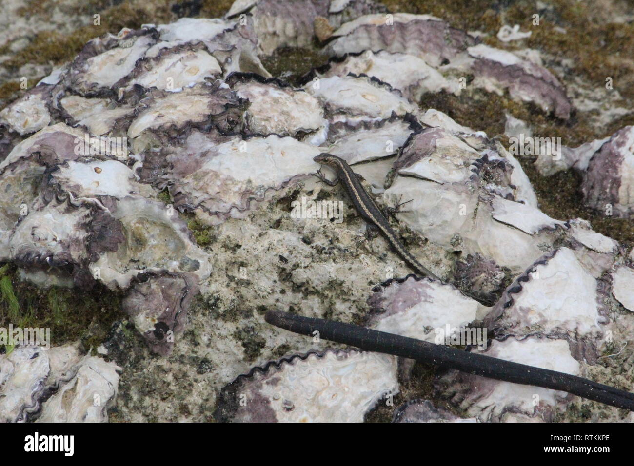 Coral Rag Skink (Cryptoblepharus boutonii) Isola Wasini Kenya Foto Stock