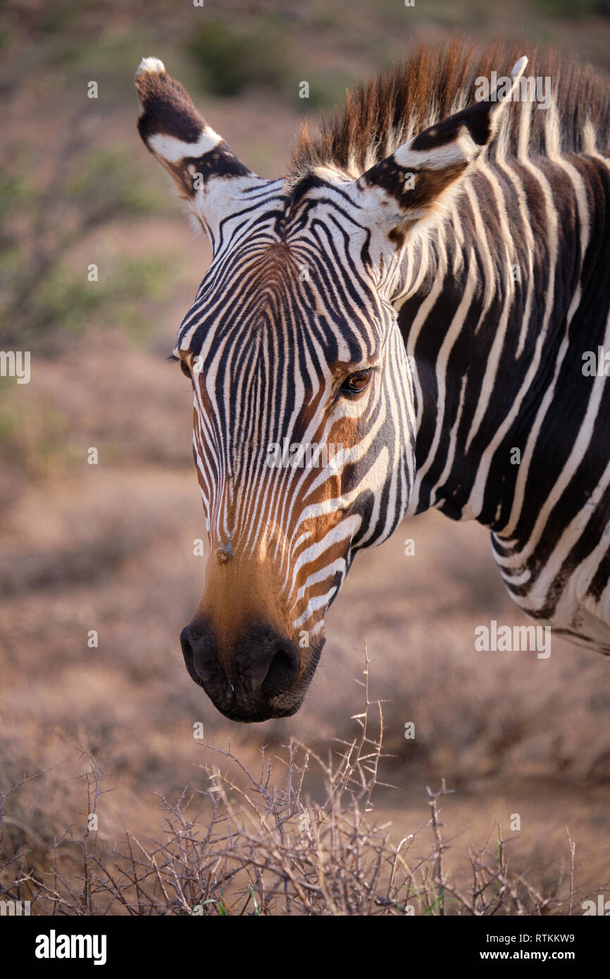 Colpo alla testa ritratto di un capo mountain zebra (Equus zebra zebra) in secco arido paesaggio Foto Stock