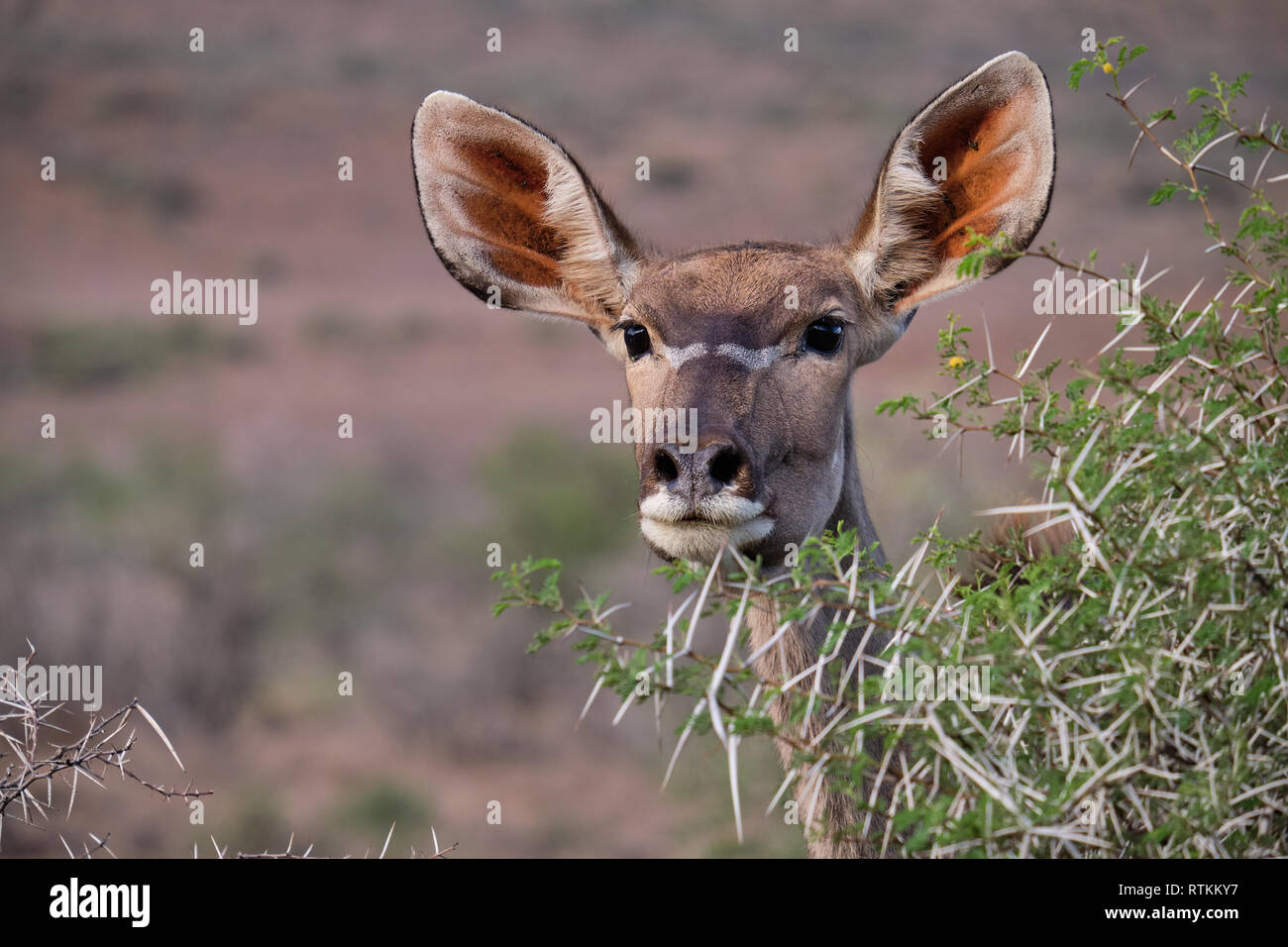 Colpo alla testa ritratto di una donna maggiore Kudu (Tragelaphus strepsiceros) peaking attraverso il ramo di una boccola di acacia Foto Stock
