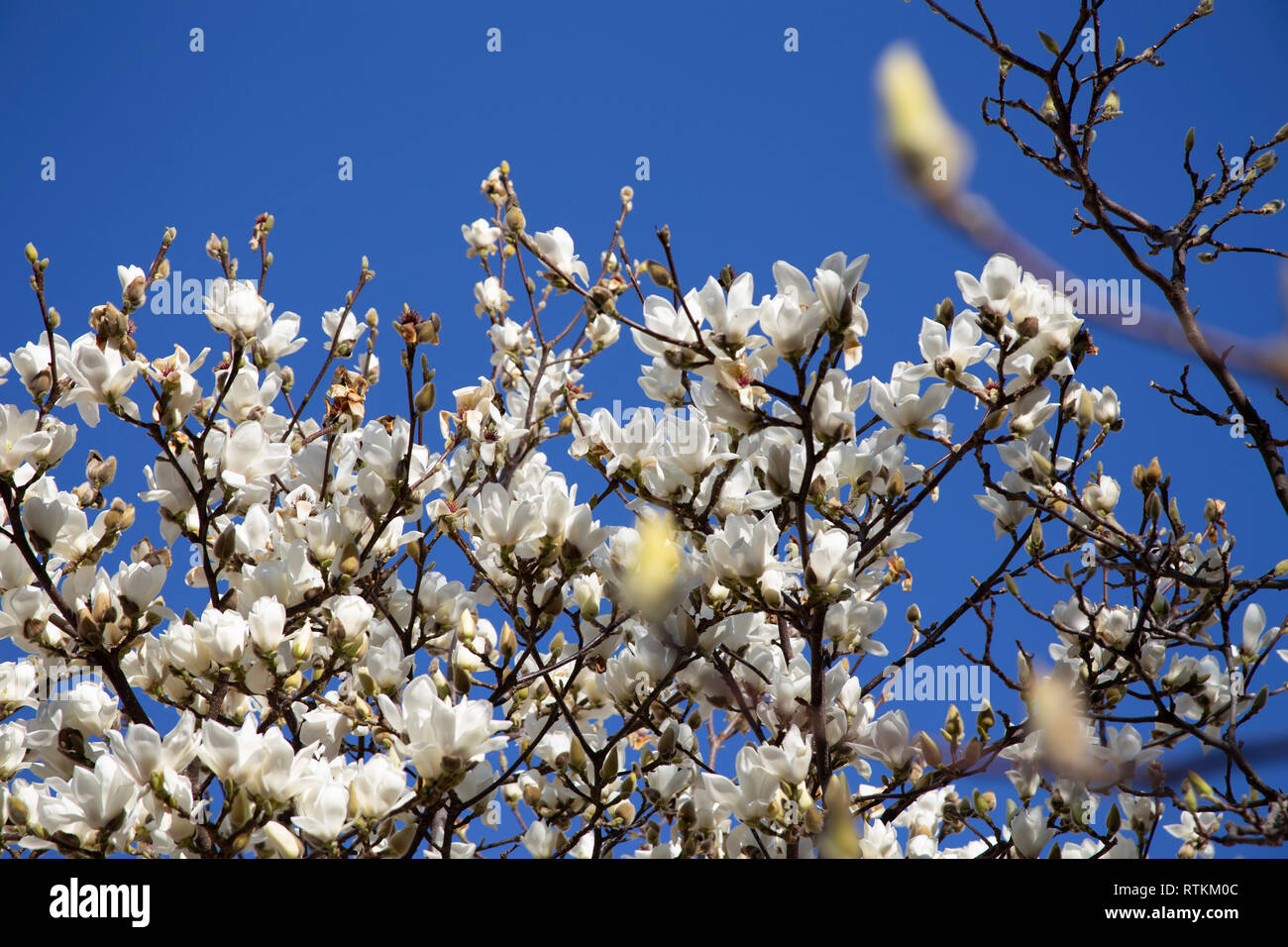 Fiore di primavera a Londra, contro il cielo blu. Tempo stagionale. Foto Stock