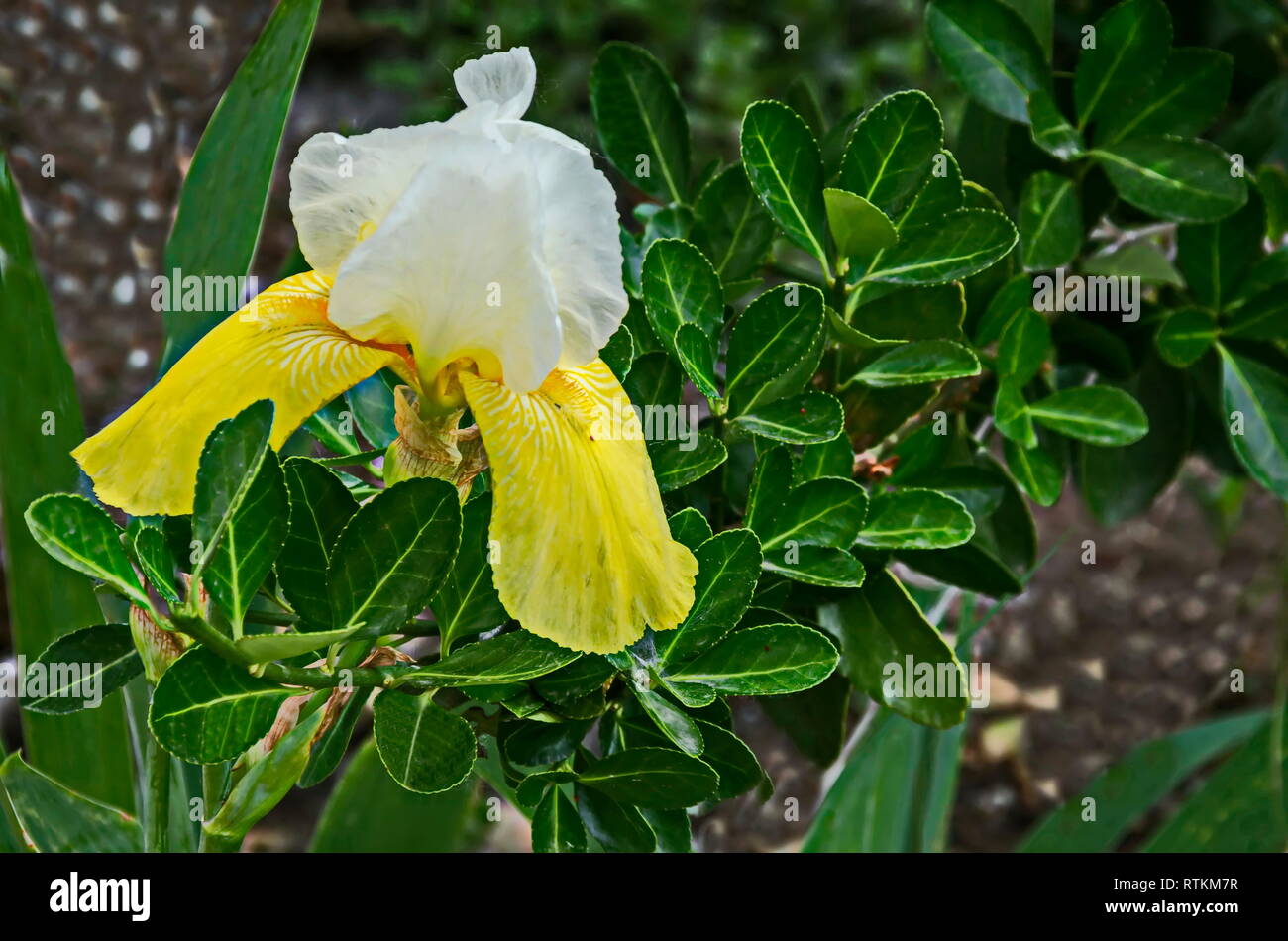 Vista del variegato di bianco e giallo iris fiore che sboccia in primavera, Sofia, Bulgaria Foto Stock