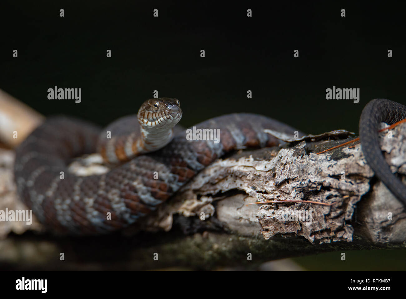 I capretti acqua settentrionale Snake (Nerodia sipedon) crogiolarsi su un ramo Foto Stock