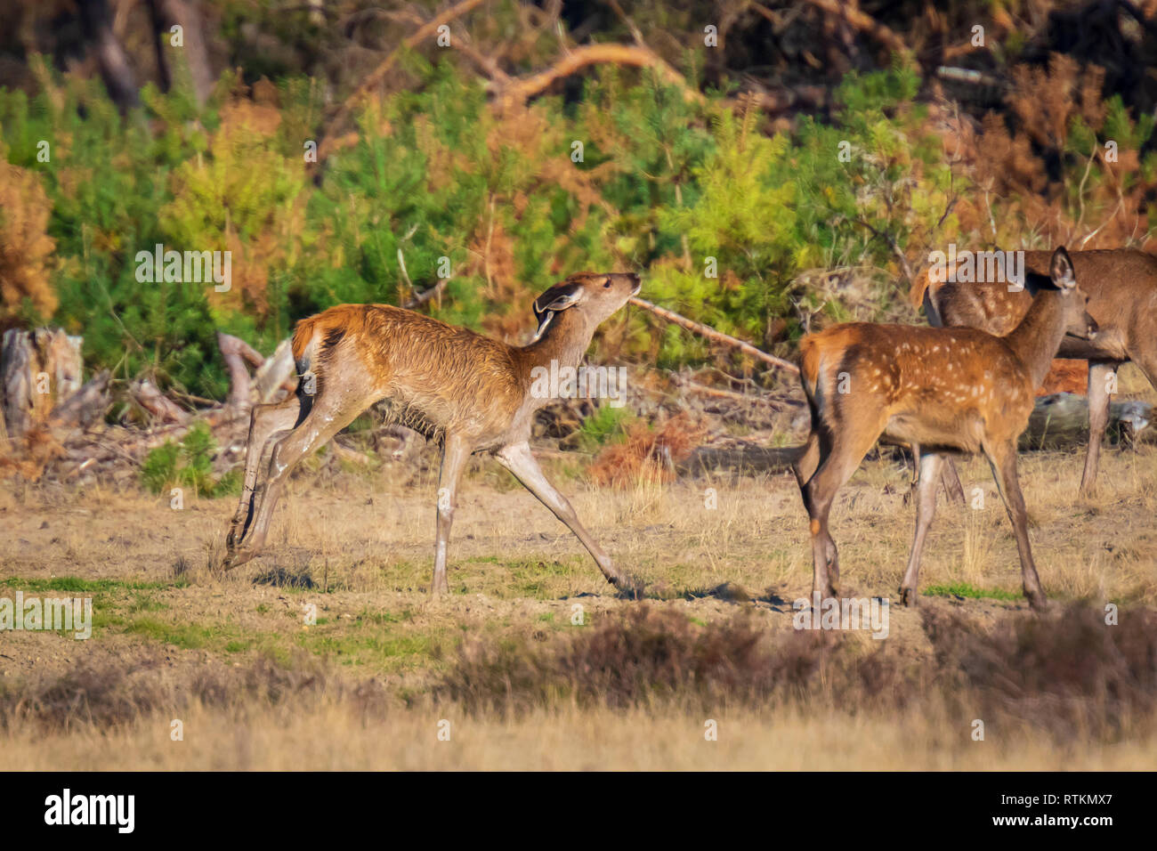 Red Deer Fawn, Cervus elaphus, riproduzione durante la stagione di accoppiamento in una pozza di acqua e fango Foto Stock