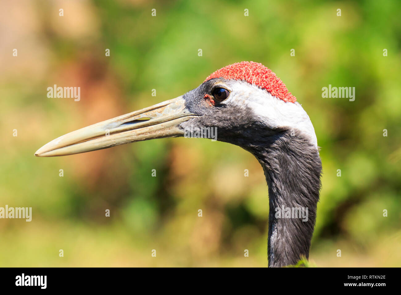 Primo piano di un rosso-crowned crane (Grus japonensis) Manchurian alias o gru gru giapponese bird rovistando in acqua e in un prato di erba sulla giornata di sole. Foto Stock