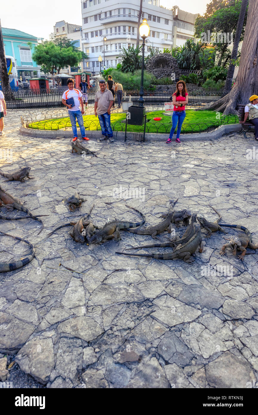 Un gruppo di iguane sdraiate su una piazza lastricata mentre i turisti osservano e scattano foto in un vivace parco. Seminario Park, noto anche come Iguana Park, Foto Stock