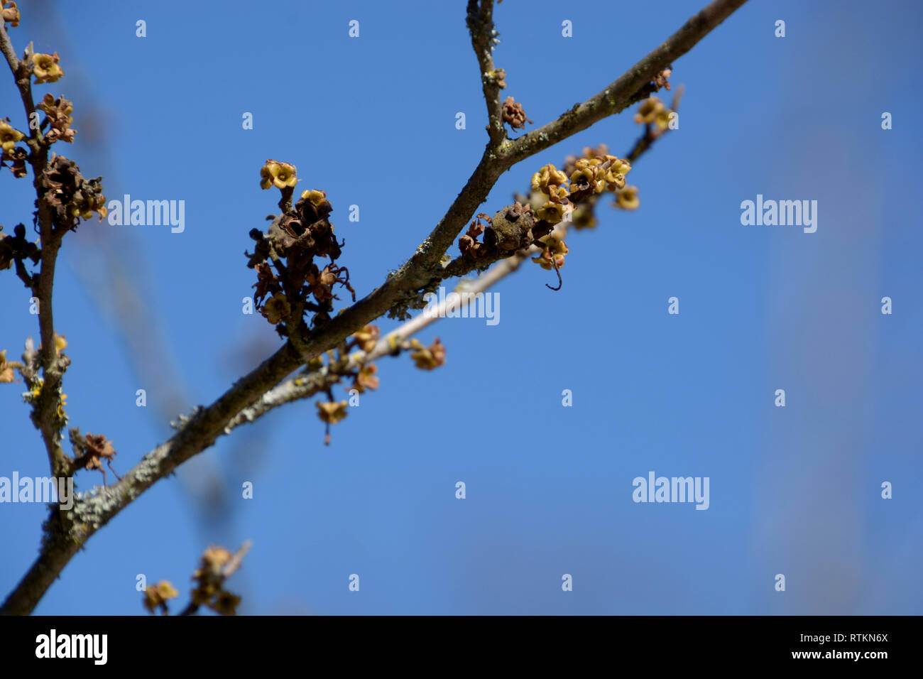 Marco vista della strega comune-hazel ramo nella parte anteriore del pastello blu sfondo, fioritura hamamelis virginiana nel mese di marzo nella parte anteriore del cielo azzurro Foto Stock
