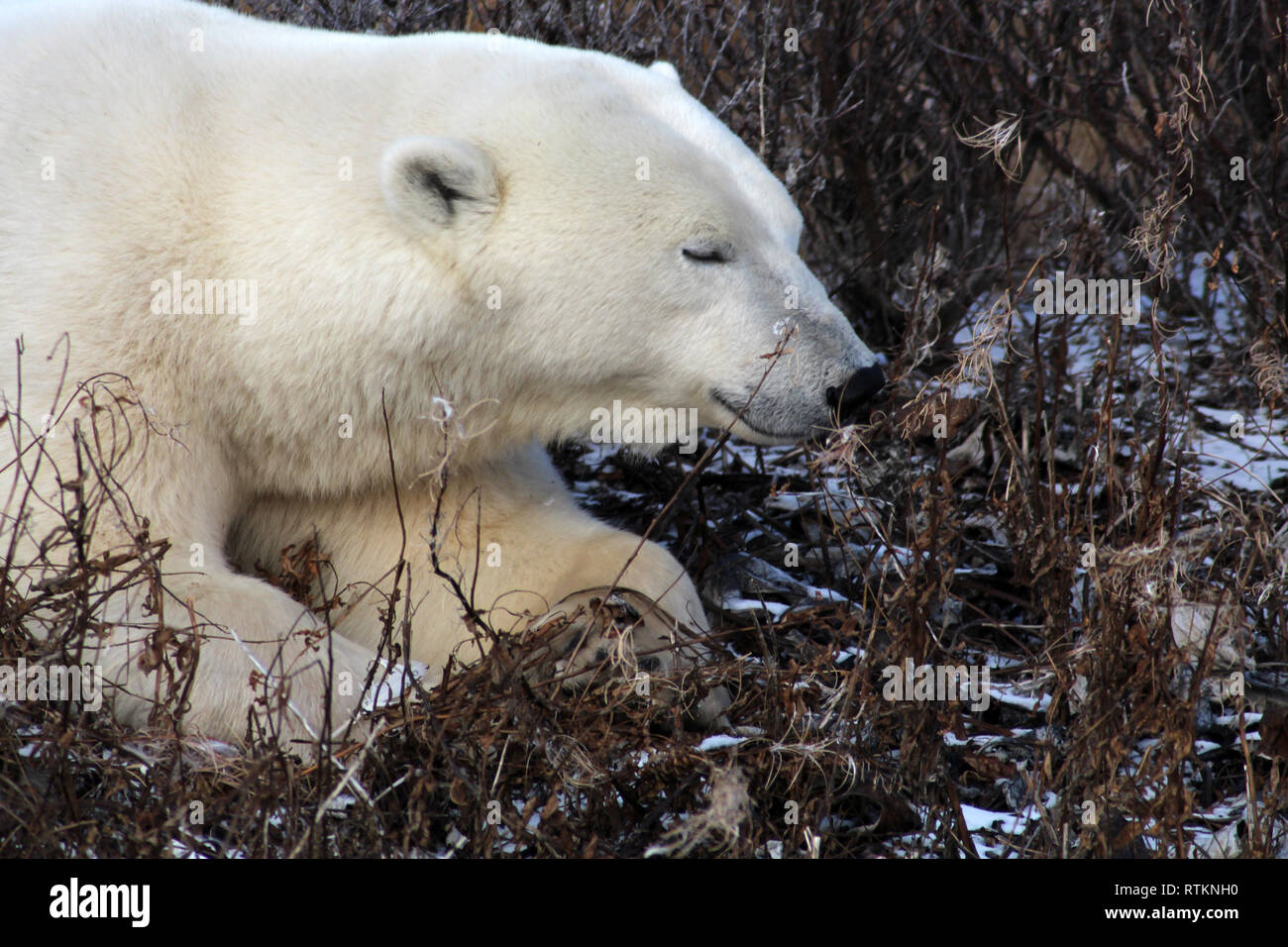 Orso polare- Churchill-Hudson Bay-Canada Foto Stock