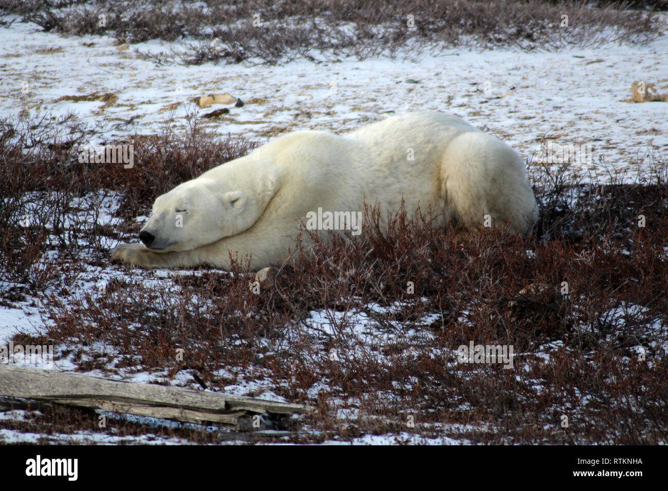 Orso polare- Churchill-Hudson Bay-Canada Foto Stock