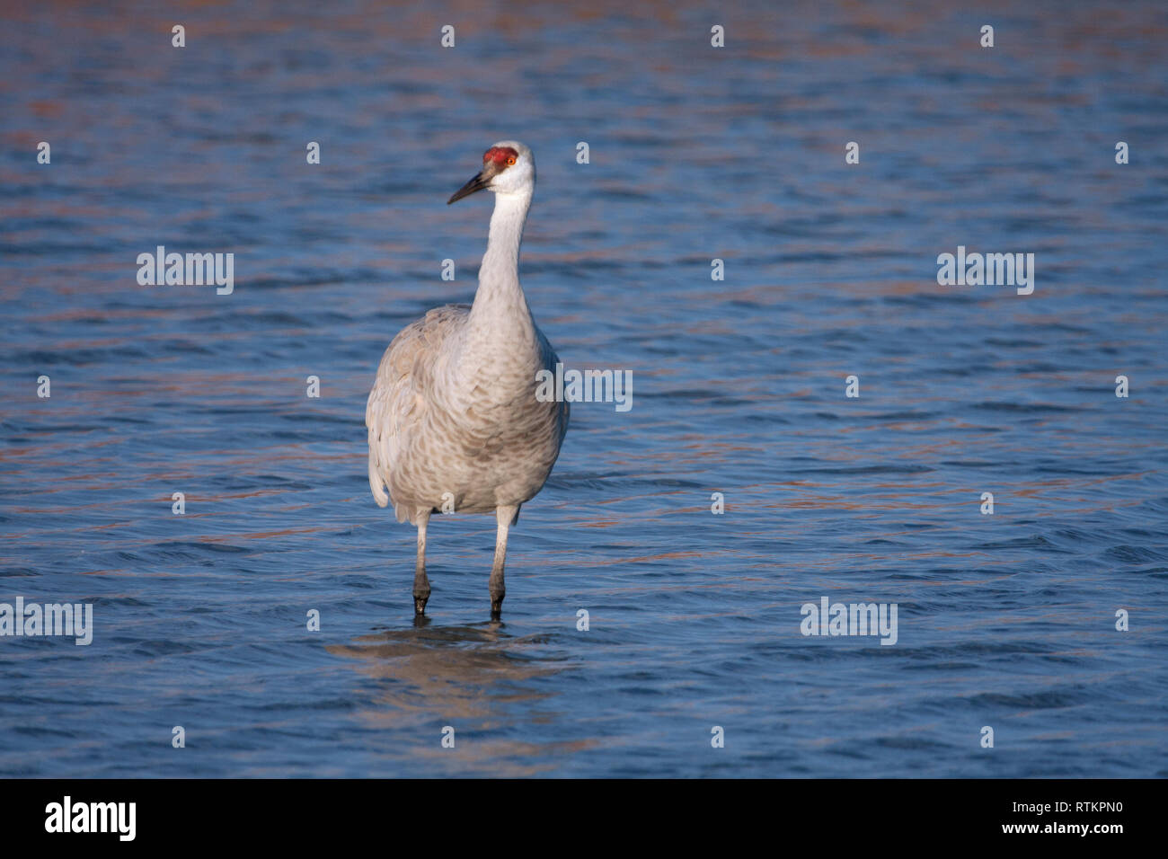 Sandhill gru a Bosque del Apache National Wildlife Refuge Foto Stock