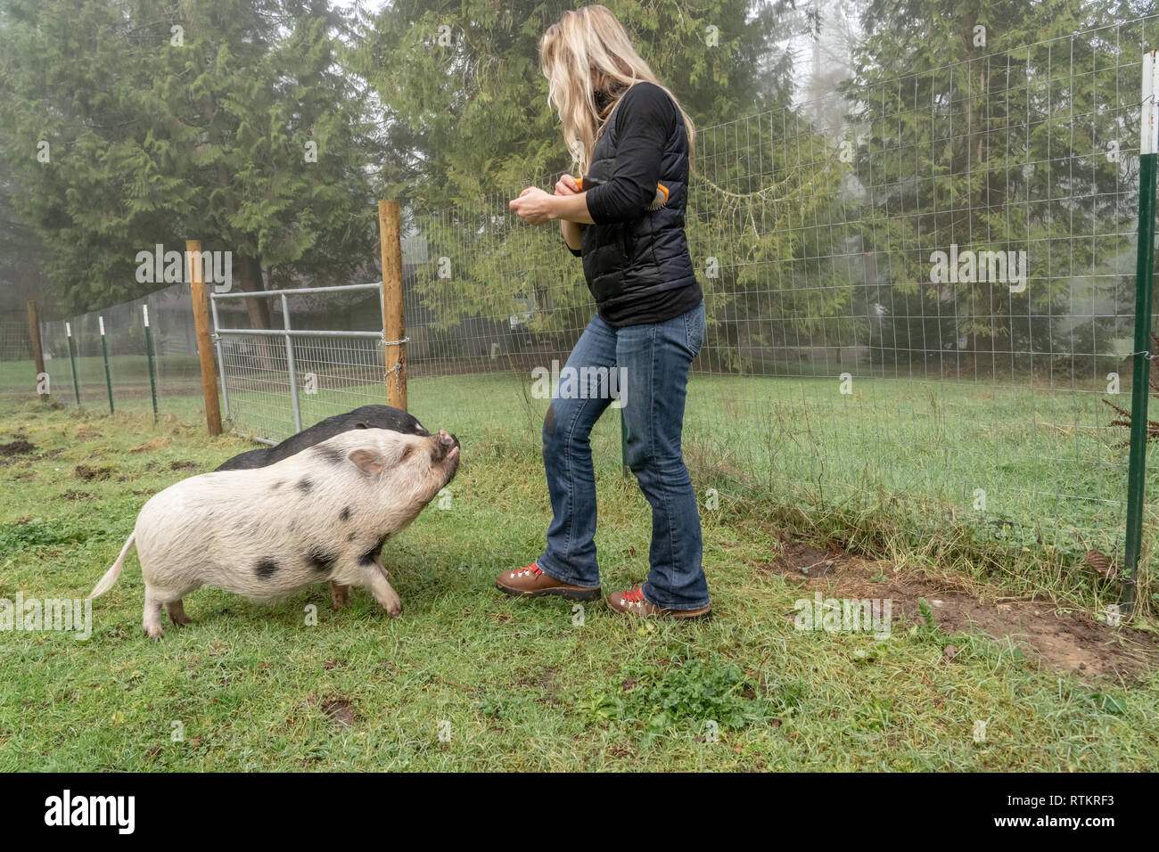 Issaquah, Washington, Stati Uniti d'America. Julianna mini di maiale e il vietnamita panciuta pig a mendicare per le arachidi dal loro proprietario. (PR) (MR) Foto Stock