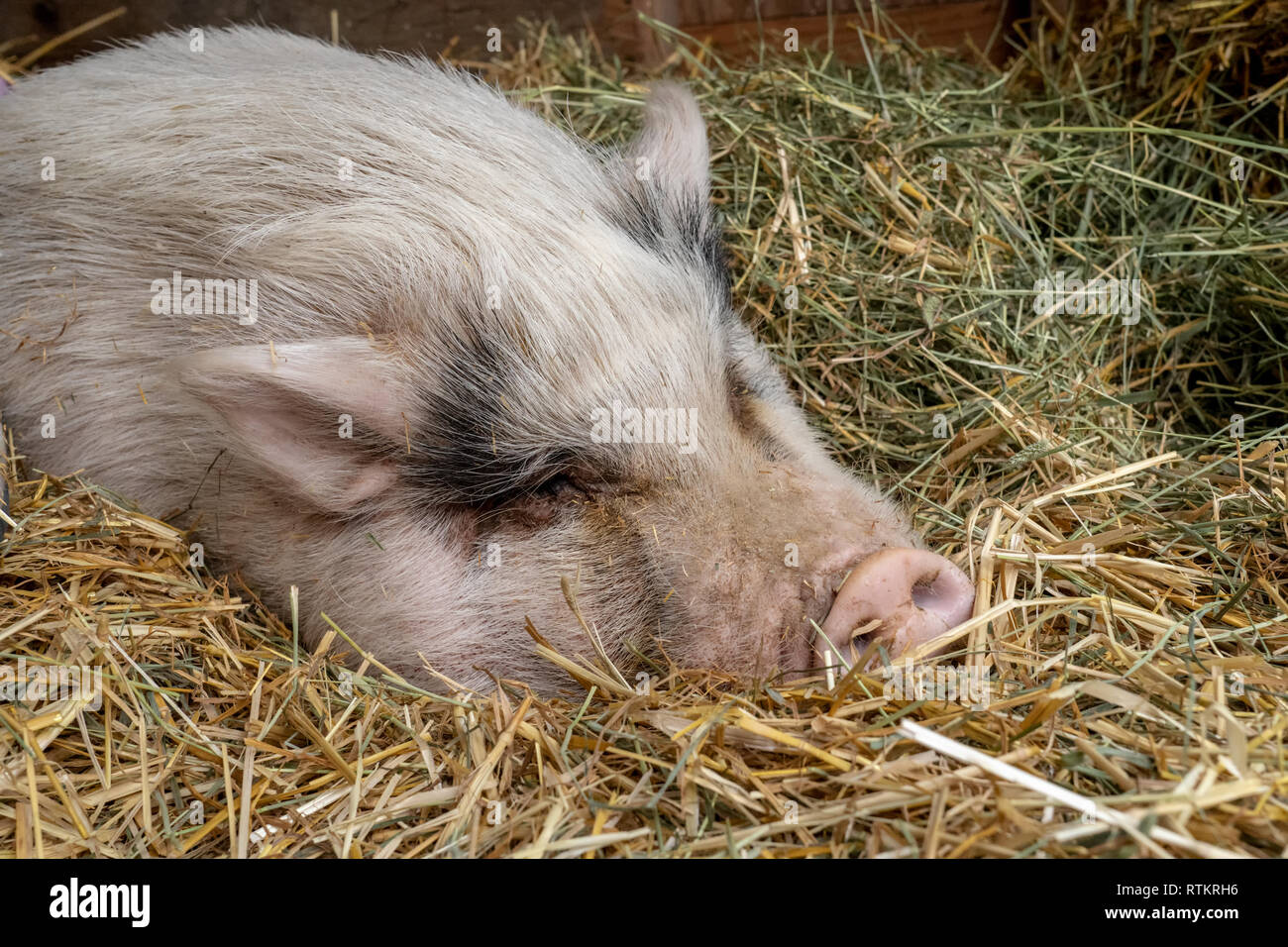 Issaquah, Washington, Stati Uniti d'America. Ritratto di un rosa panciuta pig parzialmente coperti in paglia di prendere un periodo di riposo. (PR) Foto Stock