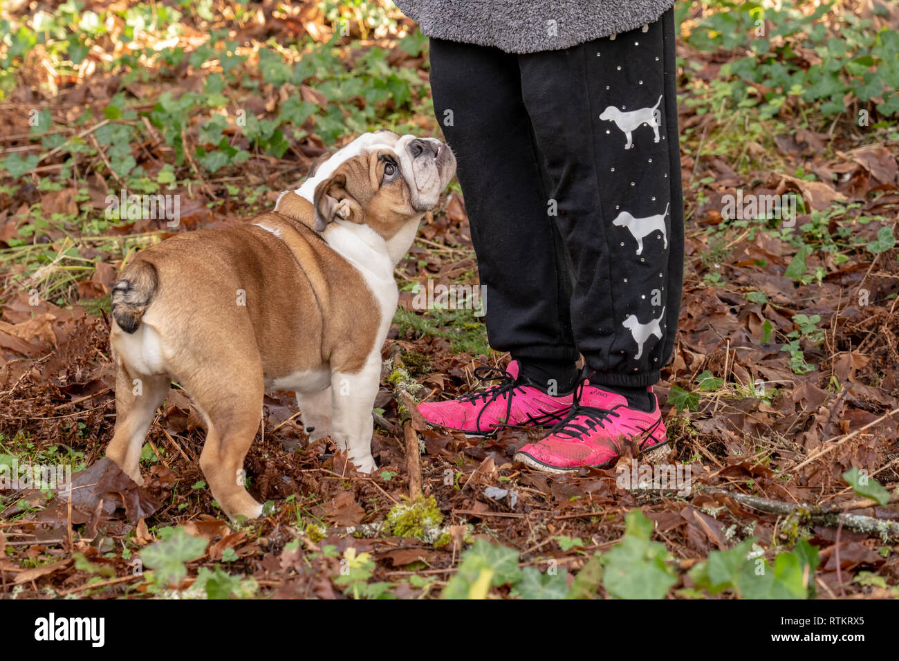 Issaquah, Washington, Stati Uniti d'America. Sei mesi Bulldog Inglese "" di petunia a mendicare per tratta dal suo proprietario. (PR) Foto Stock