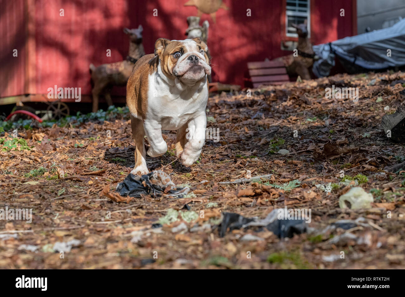 Issaquah, Washington, Stati Uniti d'America. Sei mesi Bulldog Inglese "" di petunia in esecuzione nel suo cantiere forestale. (PR) Foto Stock