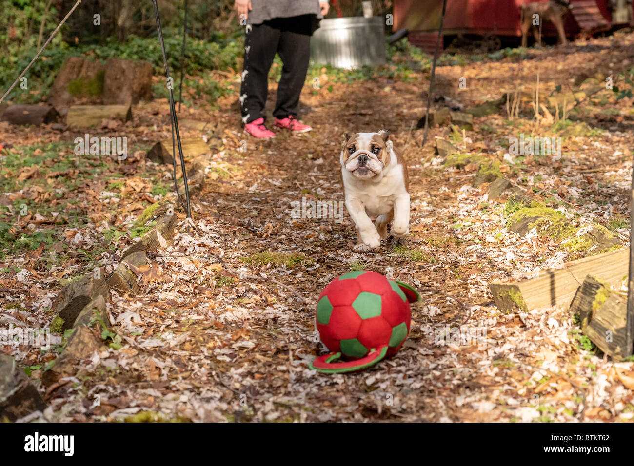 Issaquah, Washington, Stati Uniti d'America. Sei mesi Bulldog Inglese "" di Petunia rincorrere una sfera gettato nel suo cantiere forestale. (PR) Foto Stock