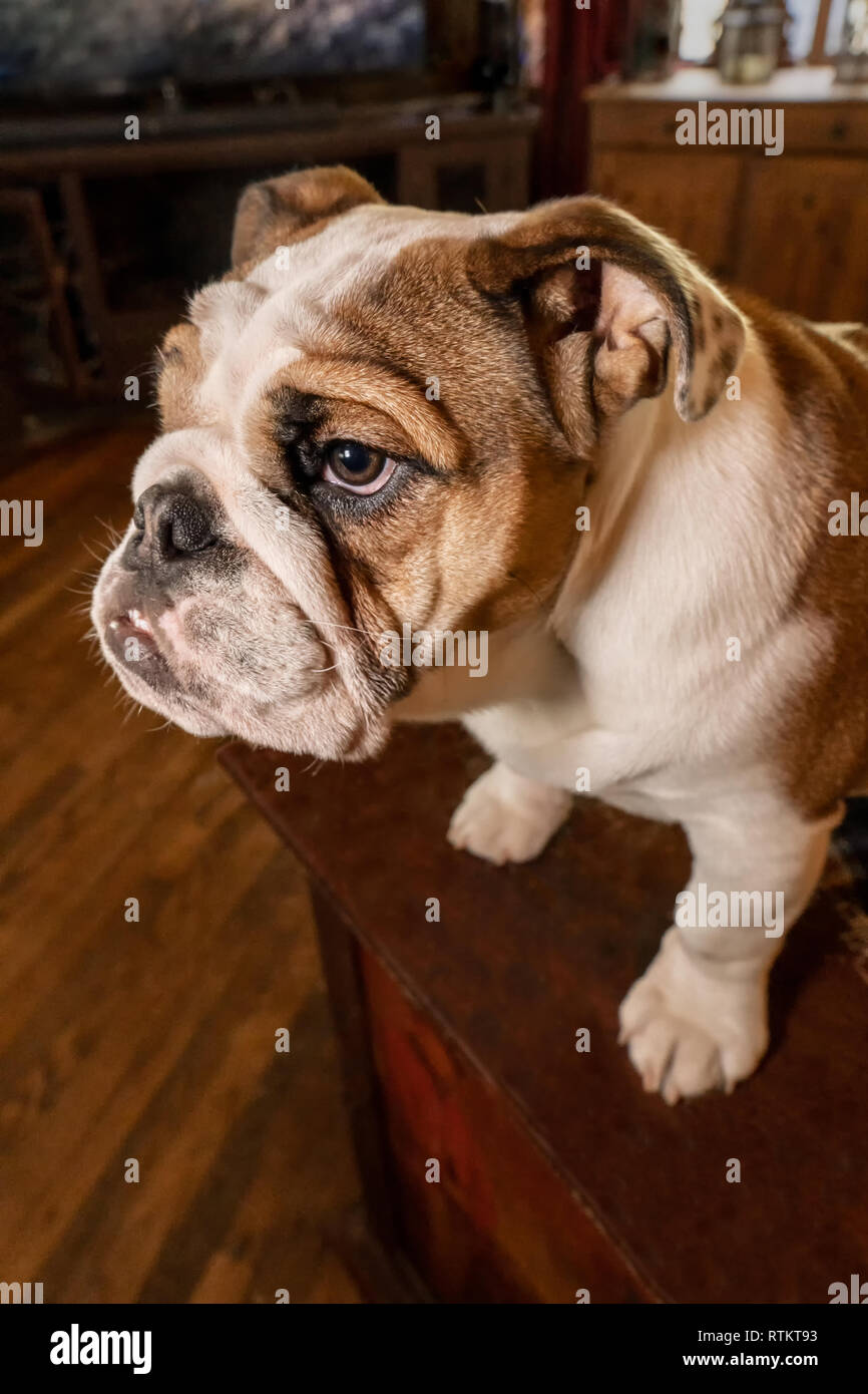 Issaquah, Washington, Stati Uniti d'America. Sei mesi Bulldog Inglese "" di Petunia salendo su un fine tabella per ottenere l'attenzione. (PR) Foto Stock