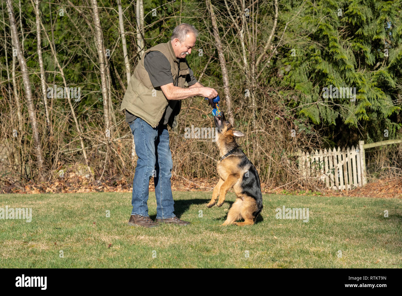 Issaquah, Washington, Stati Uniti d'America. L'uomo ad insegnare la sua quattro mesi pastore tedesco cucciolo "Lander" per saltare fino ad ottenere il suo giocattolo. Foto Stock
