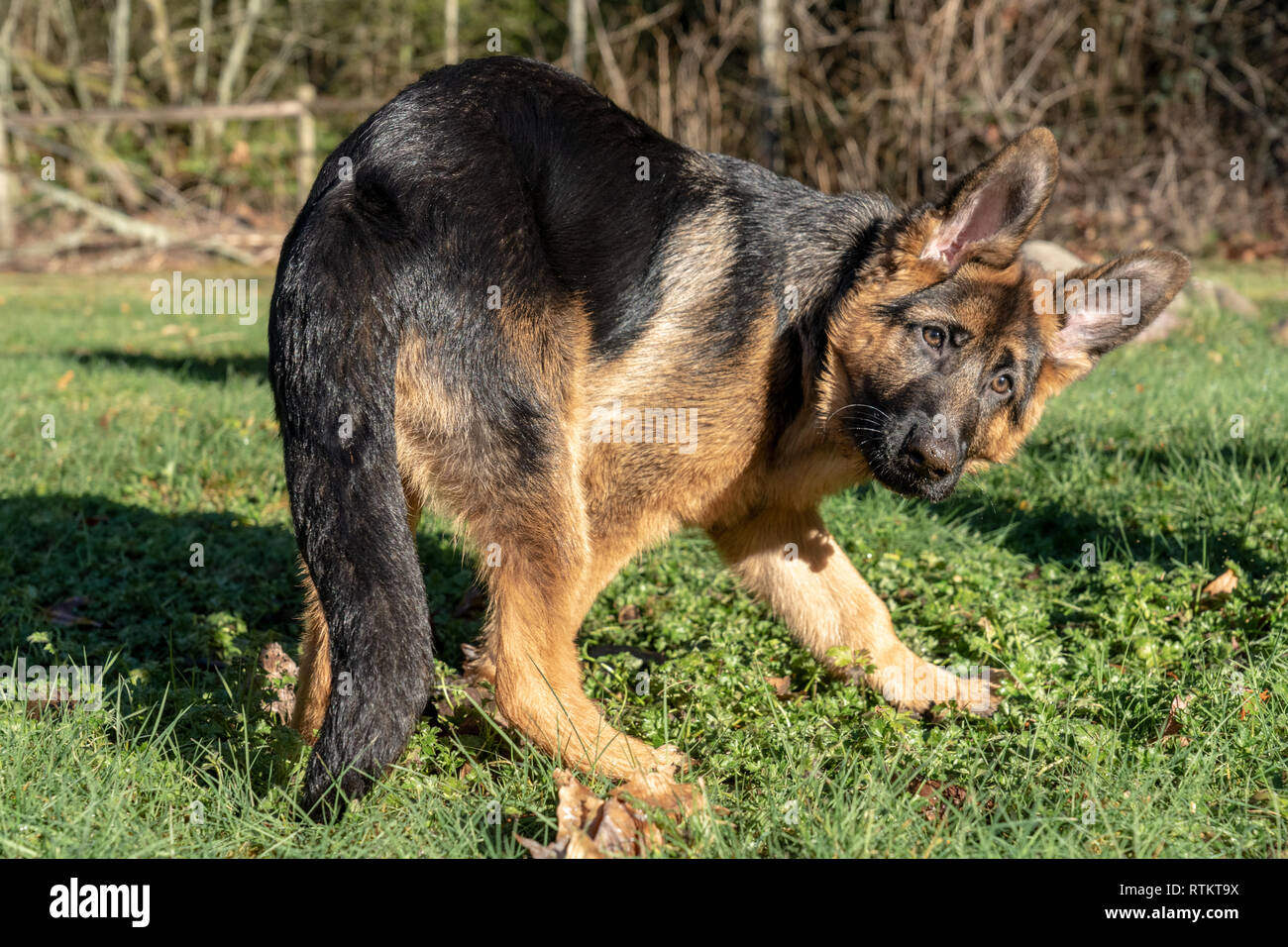 Issaquah, Washington, Stati Uniti d'America. Quattro mesi pastore tedesco cucciolo "Lander" girando intorno nel suo cortile Foto Stock