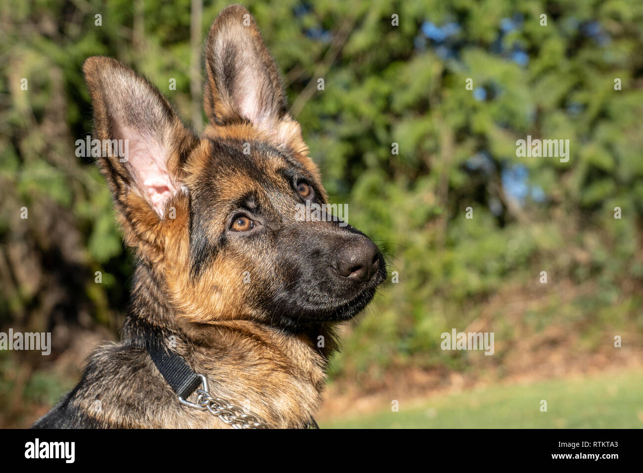 Issaquah, Washington, Stati Uniti d'America. Ritratto di una di quattro mesi pastore tedesco cucciolo "Lander". Foto Stock