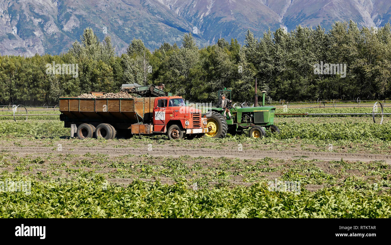 Trattore John Deere tirando Lockwood potato harvester, depositando ' Shepody" patate nel carrello letto, Alaska produrre. Foto Stock