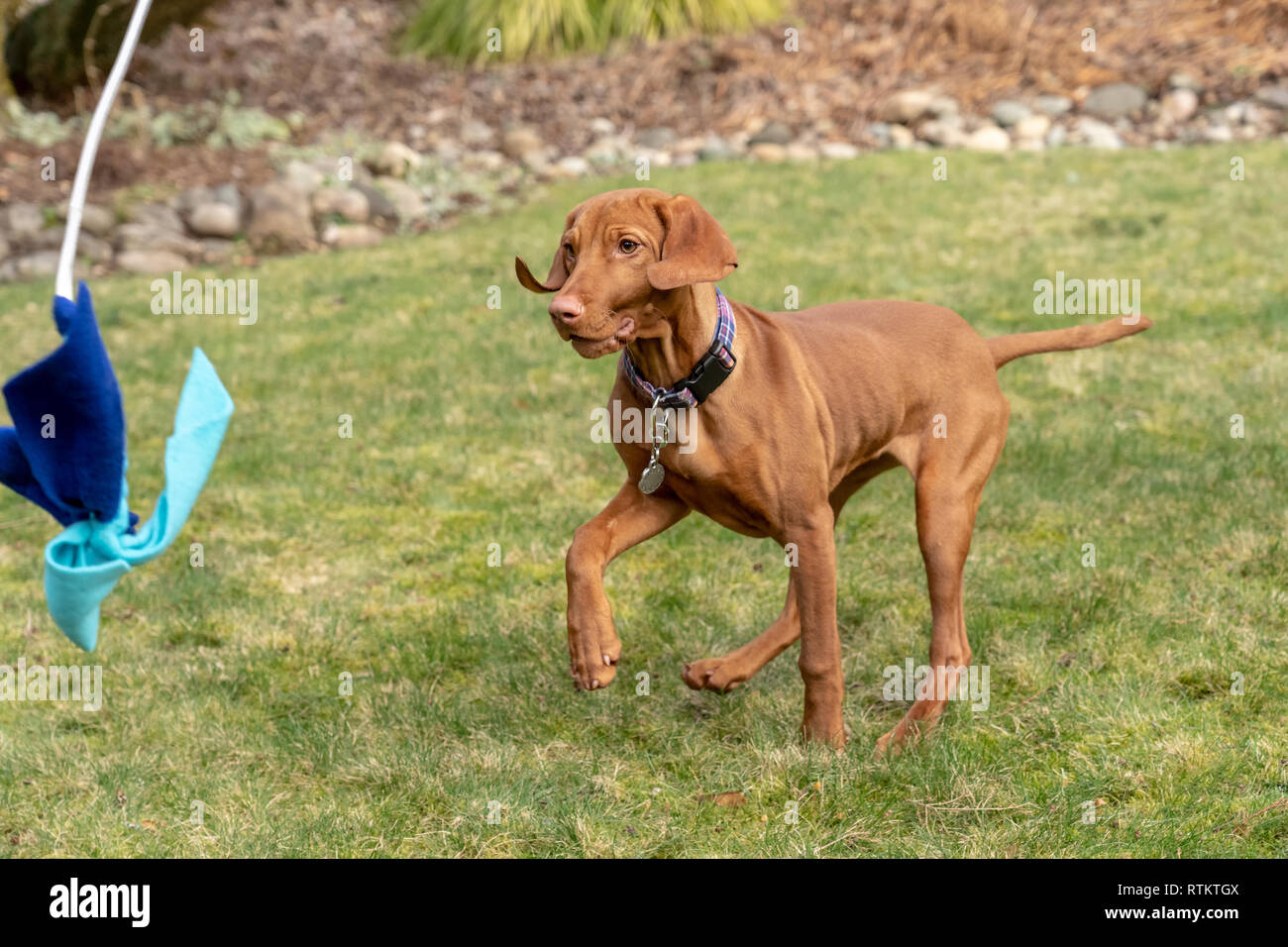 Issaquah, Washington, Stati Uniti d'America. Cinque mesi cucciolo Vizsla 'Pepe' rincorrere un giocattolo su un bastone che si suppone di imitare il canto di un uccello. Foto Stock