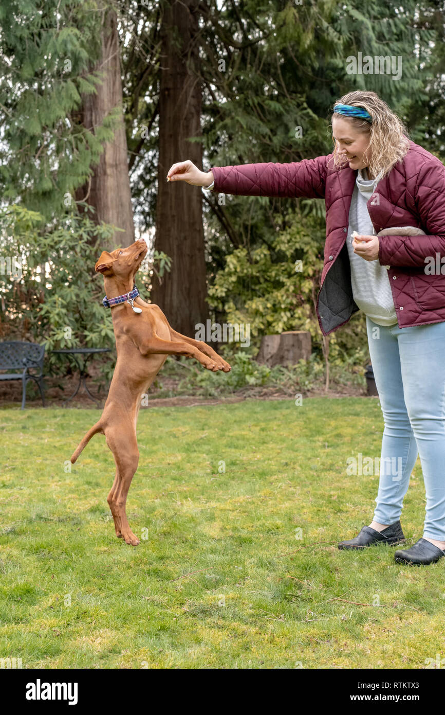 Issaquah, Washington, Stati Uniti d'America. Donna formazione delle sue cinque mesi cucciolo Vizsla 'Pepe' per passare fino a ottenere una delizia. Foto Stock