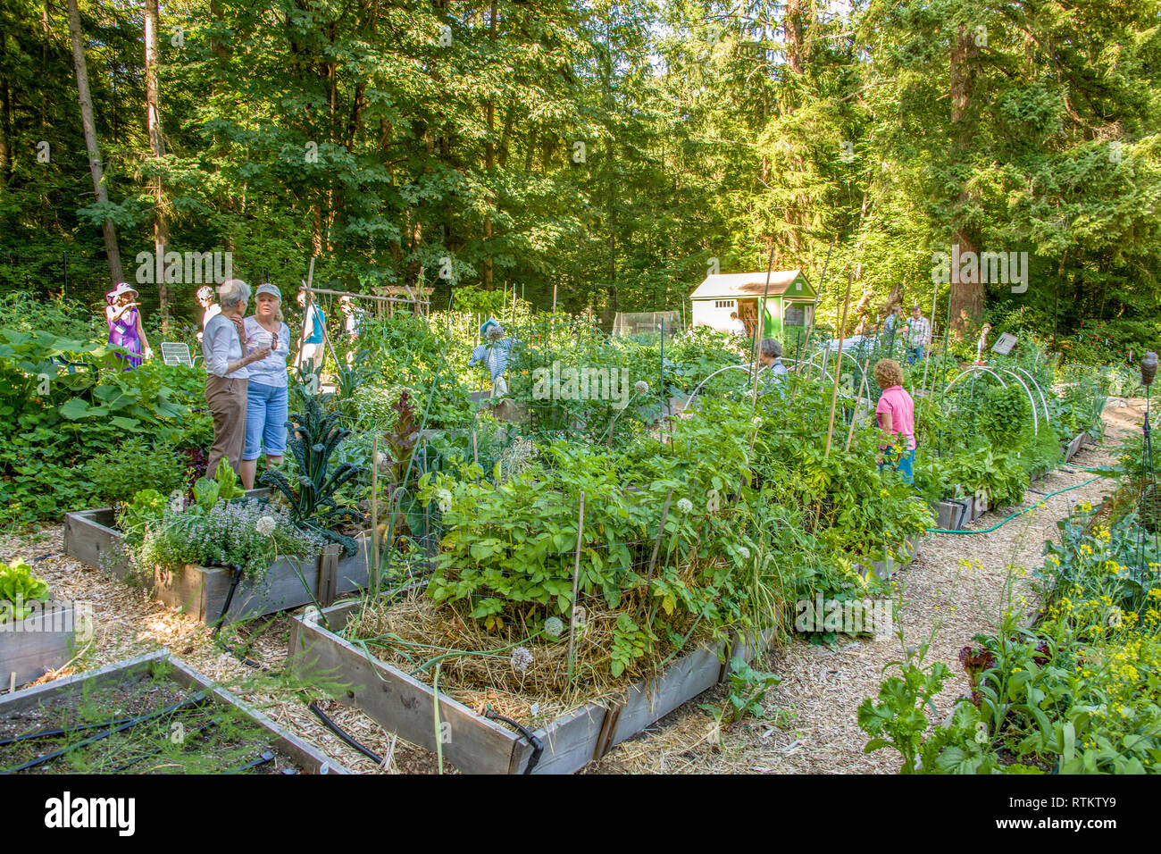 Persone touring il pisello Mirrormont giardino delle patch in Issaquah, Washington, Stati Uniti d'America Foto Stock